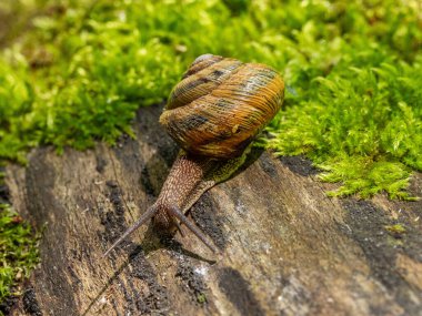 Yenebilir salyangoz veya salyangoz (Helix pomatia) yosun üzerinde sürünür.