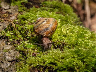 Yenebilir salyangoz veya salyangoz (Helix pomatia) yosun üzerinde sürünür.