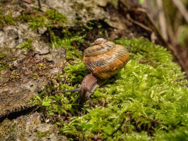Yenebilir salyangoz veya salyangoz (Helix pomatia) yosun üzerinde sürünür.