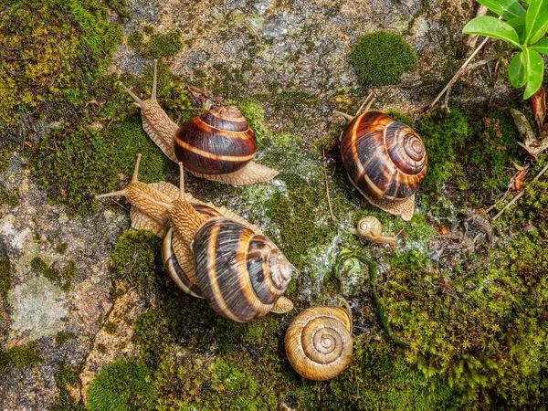 Bir kaya üzerinde yenilebilir salyangoz ya da salyangoz (Helix pomatia) grubu.