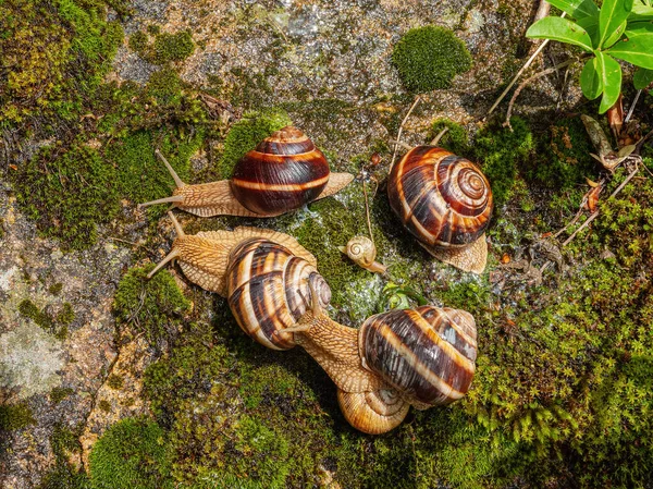 Bir kaya üzerinde yenilebilir salyangoz ya da salyangoz (Helix pomatia) grubu.