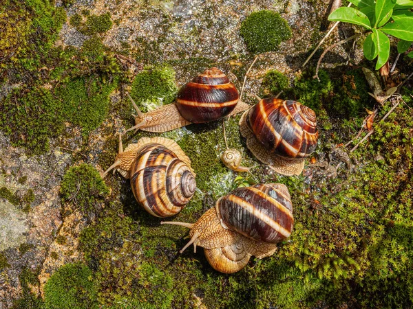 Ehető Csigák Vagy Csigák Csoportja Helix Pomatia Egy Sziklán — Stock Fotó