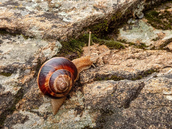 Ehető Csiga Vagy Csiga Helix Pomatia Kúszva Egy Sziklán — Stock Fotó