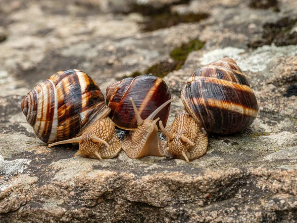 岩の上の食用カタツムリまたはエスカルゴ Helix Pomatia のグループ — ストック写真