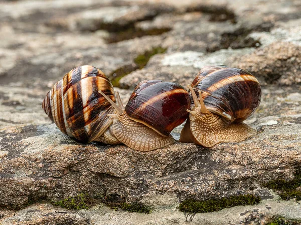 Skupina Jedlých Šneků Nebo Šneků Helix Pomatia Skále — Stock fotografie