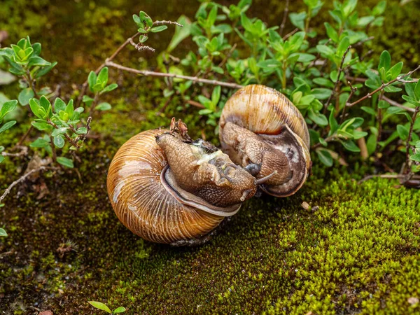 Proces Kopulace Jedlých Šneků Nebo Šneků Helix Pomatia — Stock fotografie