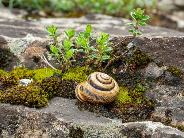 Caracol Comestível Escargote Helix Pomatia Rasteja Musgo — Fotografia de Stock