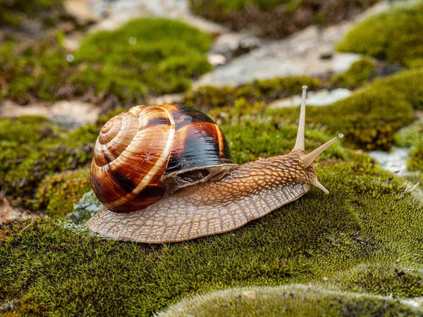 食用カタツムリやエスカルゴ Helix Pomatia が苔の上を這う — ストック写真