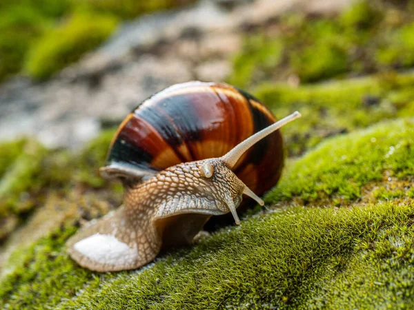 Escargot Comestible Escargot Helix Pomatia Rampe Sur Mousse — Photo