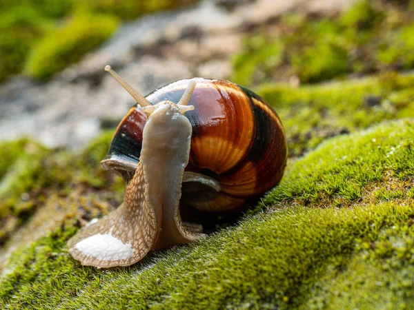 Edible Snail Escargot Helix Pomatia Crawls Moss — Stock Photo, Image