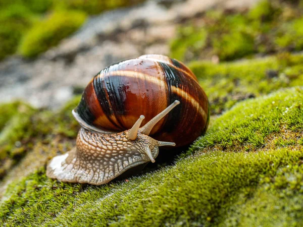 Spiselig Snegl Eller Snegl Helix Pomatia Kravler Mos - Stock-foto