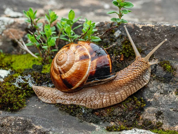 Ehető Csiga Vagy Csiga Helix Pomatia Mászik Moha — Stock Fotó