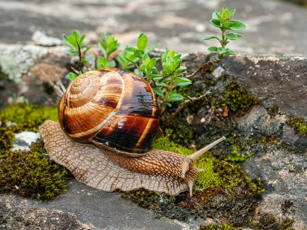 食用カタツムリやエスカルゴ Helix Pomatia が苔の上を這う — ストック写真