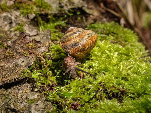 Caracol Comestível Escargote Helix Pomatia Rasteja Musgo — Fotografia de Stock