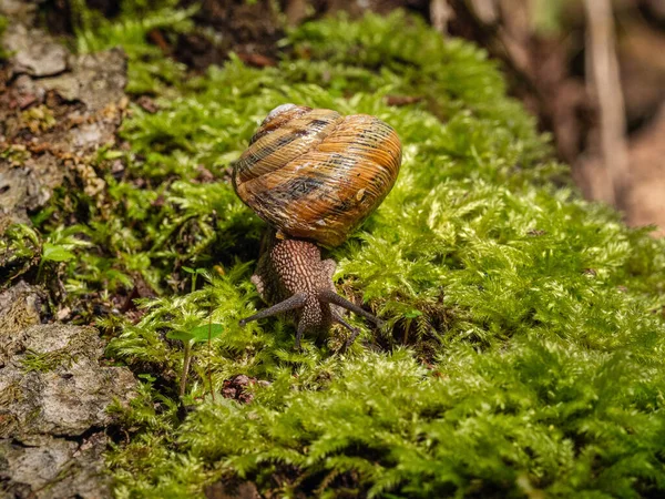 Yenebilir salyangoz veya salyangoz (Helix pomatia) yosun üzerinde sürünür.
