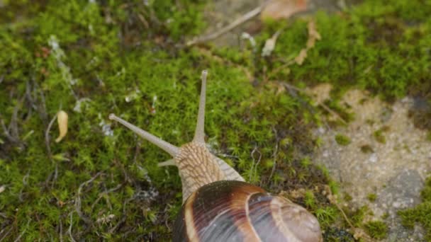 Ätlig Snigel Eller Escargot Helix Pomatia Kryper Mossan — Stockvideo