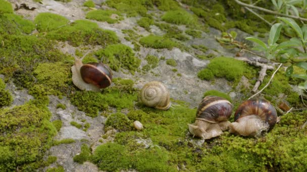 Group Edible Snails Escargot Helix Pomatia Rock — Stock Video