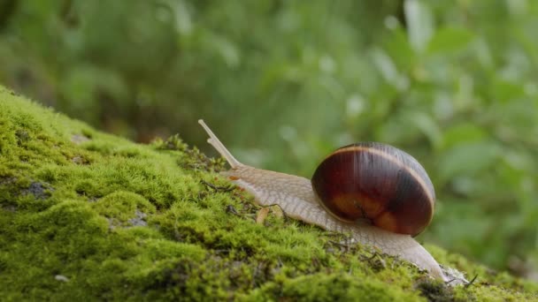 Edible Snail Escargot Helix Pomatia Crawls Moss — Stock Video