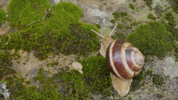 在苔藓上爬行的食用蜗牛或鳗鱼 石榴螺旋藻 — 图库视频影像