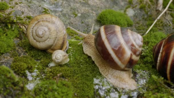 Gruppe Essbarer Schnecken Helix Pomatia Auf Einem Felsen — Stockvideo