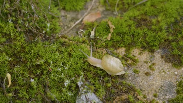 若い食用カタツムリやエスカルゴ Helix Pomatia 苔の上に移動します — ストック動画