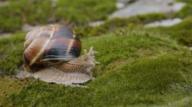 Yenebilir salyangoz veya salyangoz (Helix pomatia) yosun üzerinde sürünür.