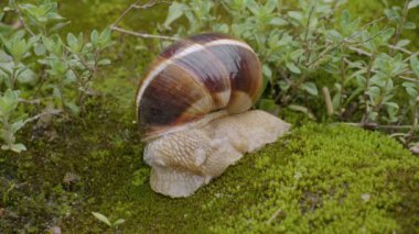Yenebilir salyangoz veya salyangoz (Helix pomatia) yosun üzerinde sürünür.