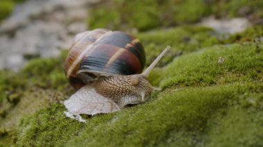 Yenebilir salyangoz veya salyangoz (Helix pomatia) yosun üzerinde sürünür.