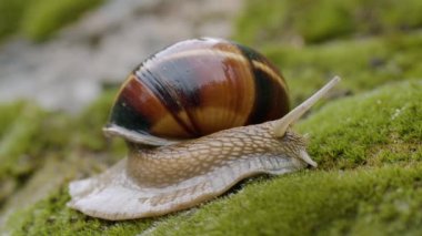 Yenebilir salyangoz veya salyangoz (Helix pomatia) yosun üzerinde sürünür.