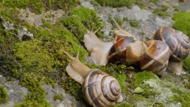 Groupe Escargots Comestibles Helix Pomatia Sur Rocher — Video