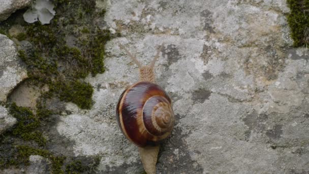 Jedlí Hlemýždi Nebo Šneci Helix Pomatia Plazící Skále — Stock video