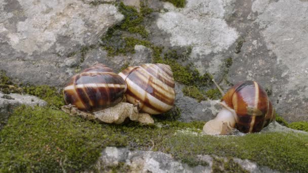 Gruppe Essbarer Schnecken Helix Pomatia Auf Einem Felsen — Stockvideo