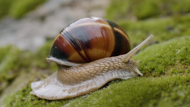 Edible Snail Escargot Helix Pomatia Crawls Moss — Stock Video