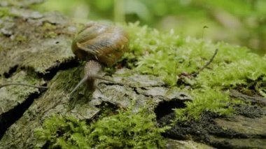 Yenebilir salyangoz veya salyangoz (Helix pomatia) yosun üzerinde sürünür.