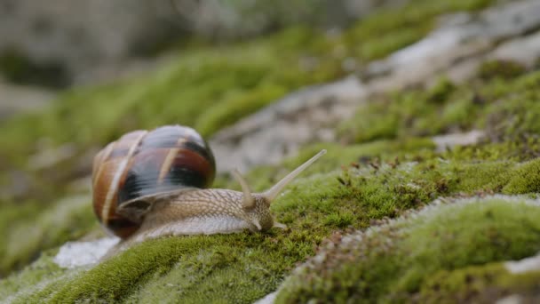 Edible Snail Escargot Helix Pomatia Crawls Moss — Stock Video