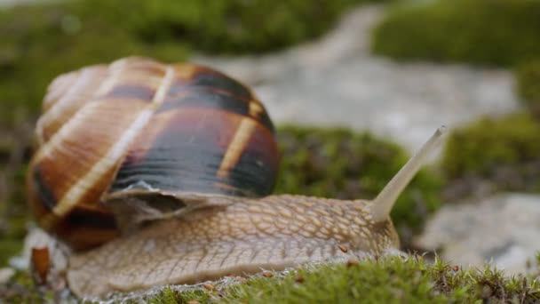 Ślimak Jadalny Lub Ślimak Helix Pomatia Czołga Się Mchu — Wideo stockowe