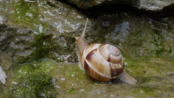 在岩石上爬行的食用蜗牛或鳗鱼 石榴螺旋藻 — 图库视频影像