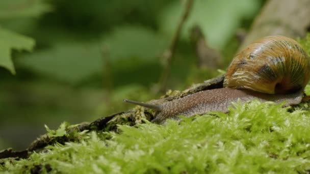 Їстівні Равлики Або Ескаготи Helix Pomatia Повзають Моху — стокове відео