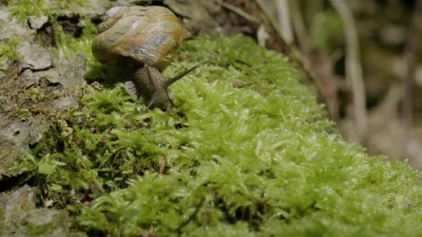 在苔藓上爬行的食用蜗牛或鳗鱼 石榴螺旋藻 — 图库视频影像