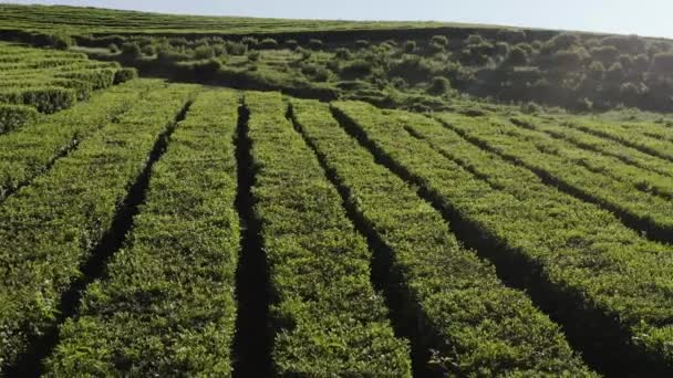 Caucase Nord Plantation Thé Matsesta Vue Aérienne — Video