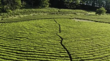 Kuzey Kafkasya. Matsesta 'daki çay çiftliği. Hava görünümü.