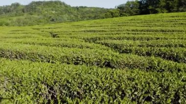 Kuzey Kafkasya. Matsesta 'daki çay çiftliği. Hava görünümü.