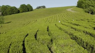 Kuzey Kafkasya. Matsesta 'daki çay çiftliği. Hava görünümü.