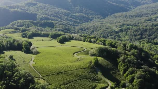 Caucase Nord Plantation Thé Matsesta Vue Aérienne — Video