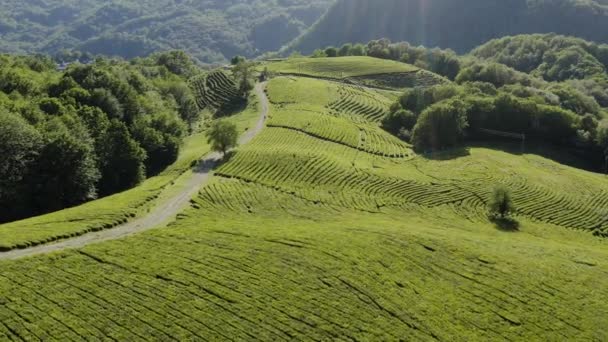 Caucase Nord Plantation Thé Matsesta Vue Aérienne — Video