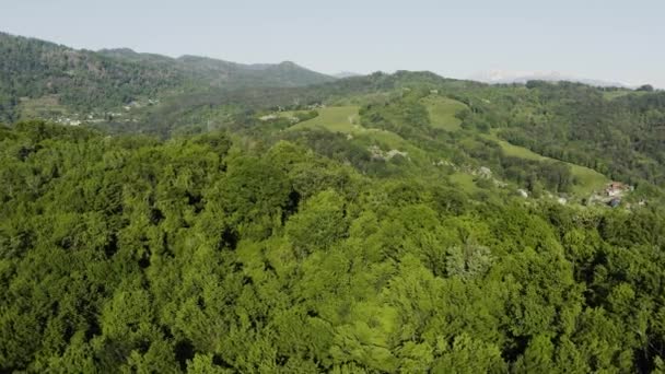 Norte Cáucaso Plantação Chá Matsesta Vista Aérea — Vídeo de Stock