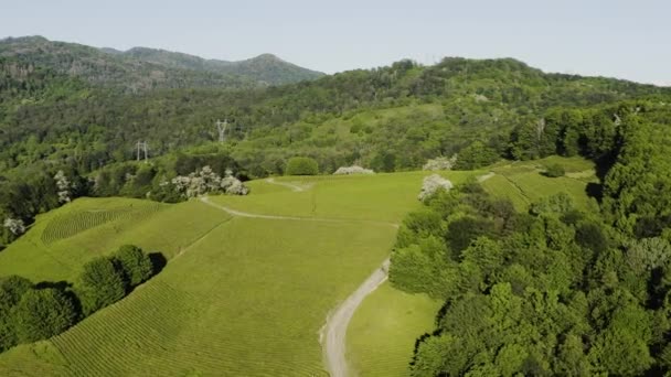 Caucase Nord Plantation Thé Matsesta Vue Aérienne — Video