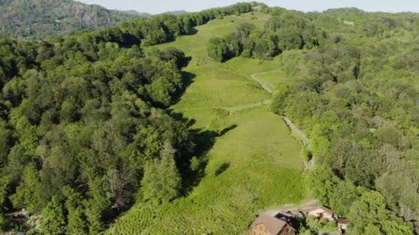 Caucazul Nord Plantație Ceai Matsesta Vedere Aeriană — Videoclip de stoc