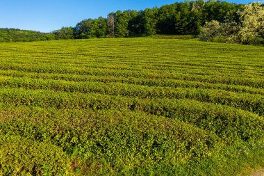 Kuzey Kafkasya. Matsesta 'daki çay çiftliği. Hava görünümü.