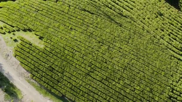 Północny Kaukaz Plantacja Herbaty Matsesta Widok Lotu Ptaka — Wideo stockowe